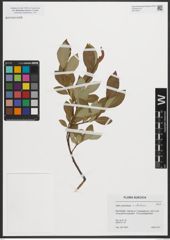 Foto von Salix phylicifolia L. x Salix starkeana Willd.